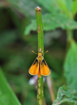 Southern Skipperling